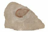 Rare, Kierarges Trilobites - Fezouata Formation #221627-1